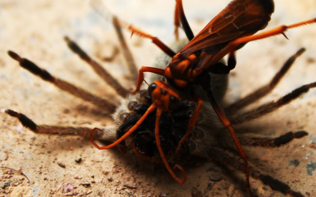 Schrijftip: spannende scènes